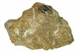 Fossil Hadrosaur Tooth in Sandstone - Two Medicine Formation #159694-2